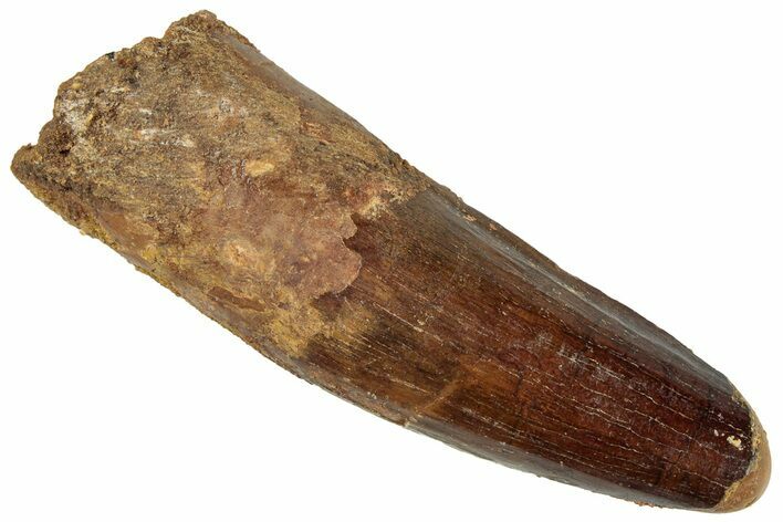 Fossil Spinosaurus Tooth - Feeding Worn Tip #296560